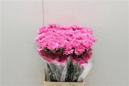 <h4>Di St Birmania</h4>