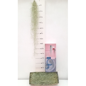 TILL USNEOIDES