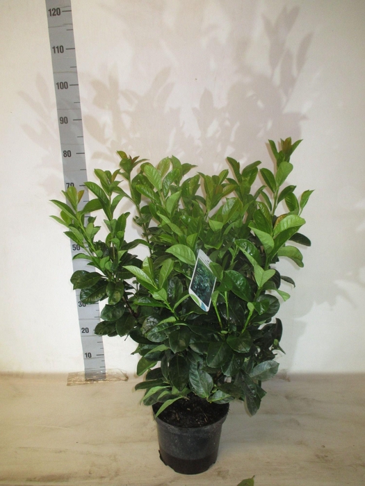 <h4>PRUN LA ETNA</h4>