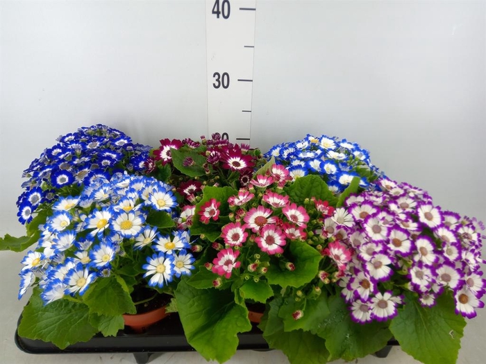 <h4>Pericallis cr. 'Venezia'   ...mix</h4>