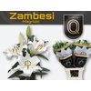 Lilium DB 'Dbl Diamond' 4+