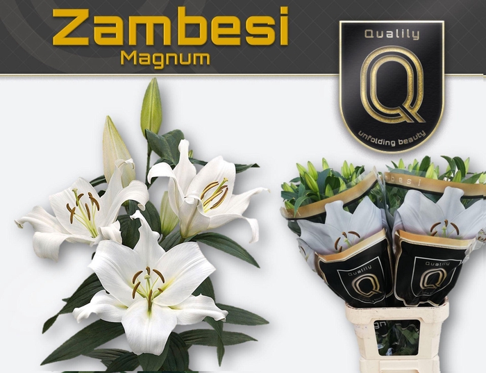 Lilium DB 'Dbl Diamond' 4+