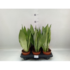 Sansevieria trifa. 'Moonshine'