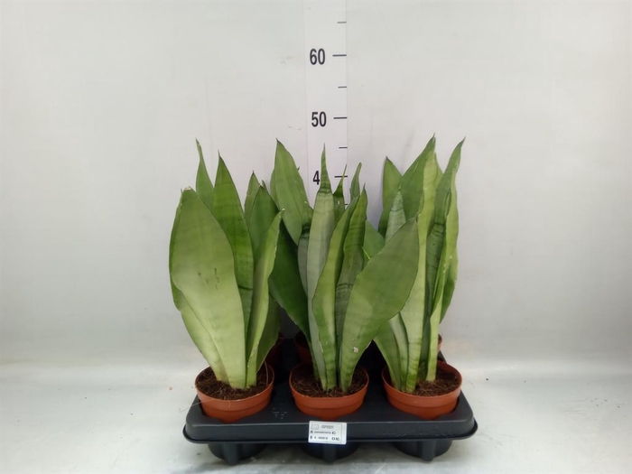 <h4>Sansevieria trifa. 'Moonshine'</h4>