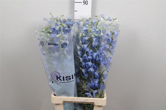 <h4>Delph En Sky Waltz</h4>