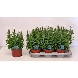 VERO SPICATA