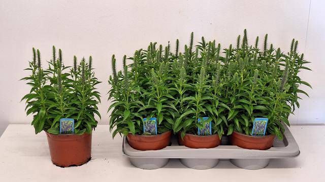 <h4>VERO SPICATA</h4>