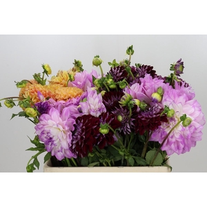 Dahlia Gemengd in fust