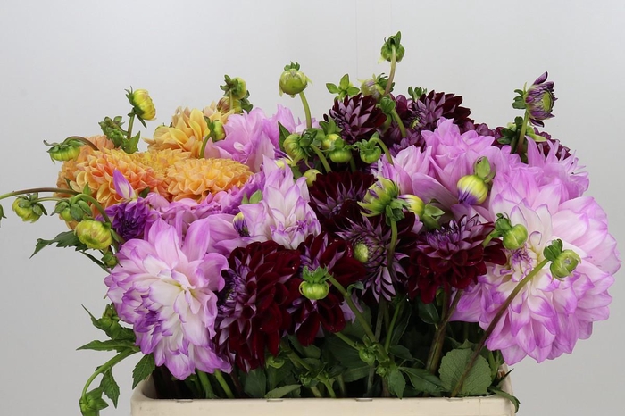 <h4>Dahlia Gemengd in fust</h4>