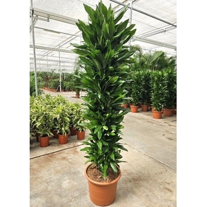 Dracaena Janet Lind