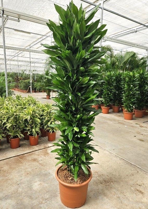 <h4>Dracaena Janet Lind</h4>