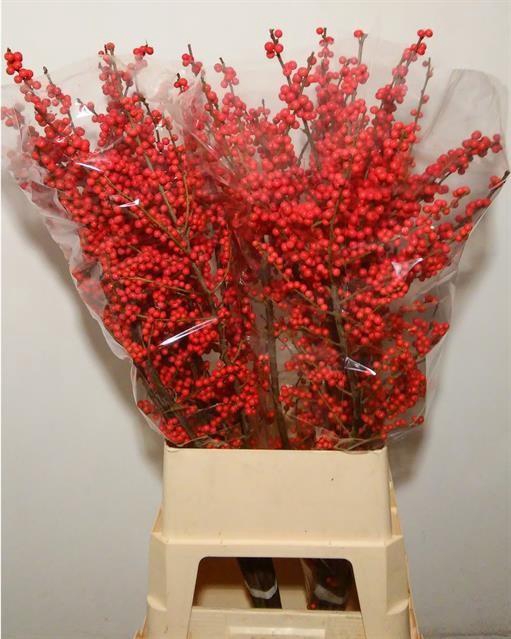 <h4>ILEX VE RODE BES</h4>