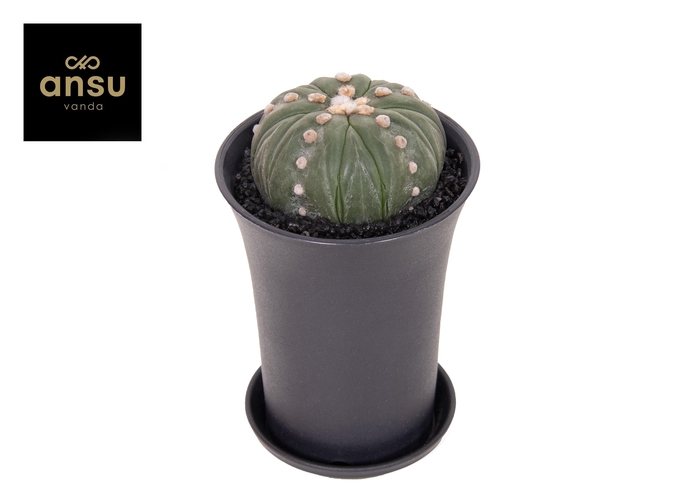 <h4>Astrophytum Asterias Fukuryu XL</h4>