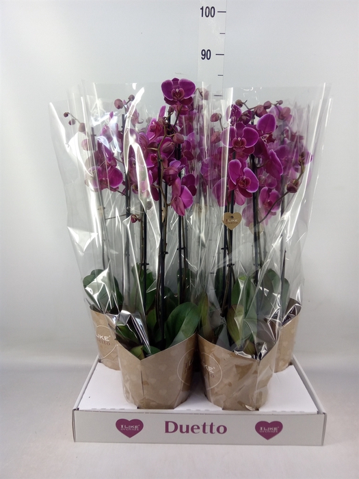 <h4>Phalaenopsis  'Starsailor'</h4>