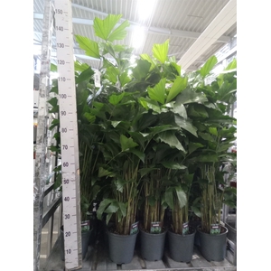 Caryota mitis