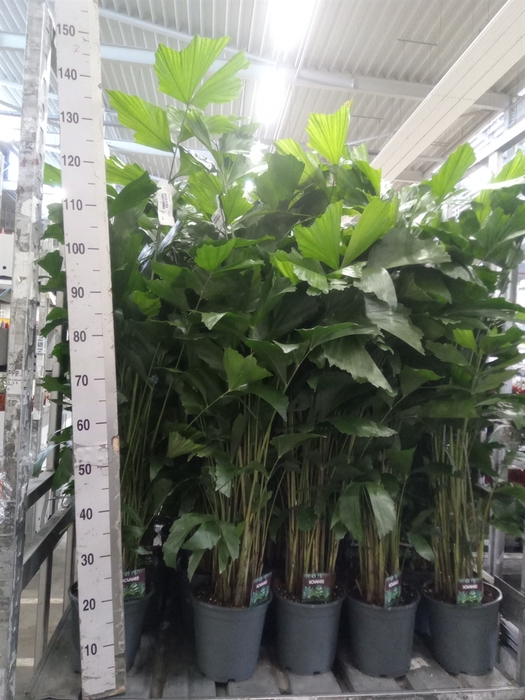 <h4>Caryota mitis</h4>