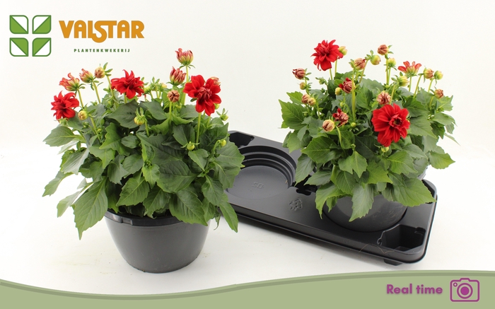 <h4>DAHL L ME RED</h4>