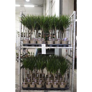 Dra Marginata 30cm 3+ Solo