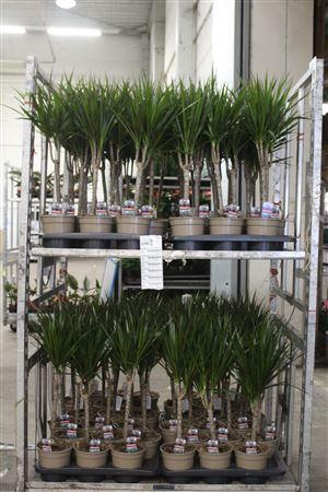 <h4>Dra Marginata 30cm 3+ Solo</h4>