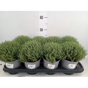 Thymus vulgaris 'Compactus'