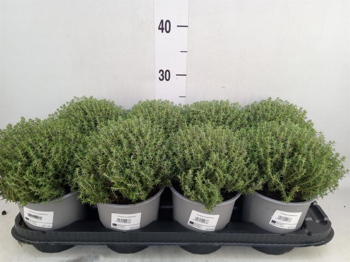 <h4>Thymus vulgaris 'Compactus'</h4>