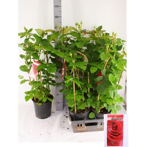 ROSA FL GRAND SELECT