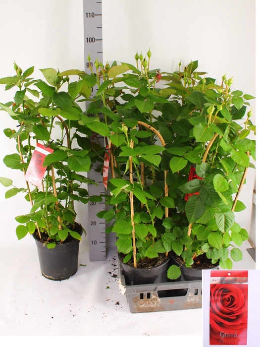 <h4>ROSA FL GRAND SELECT</h4>