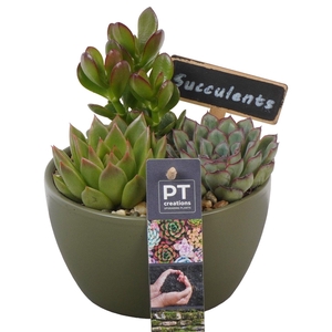 PTSU8446 Arrangement Succulenten in keramiek schaaltje