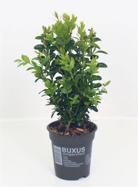 <h4>Buxus sempervirens struik</h4>