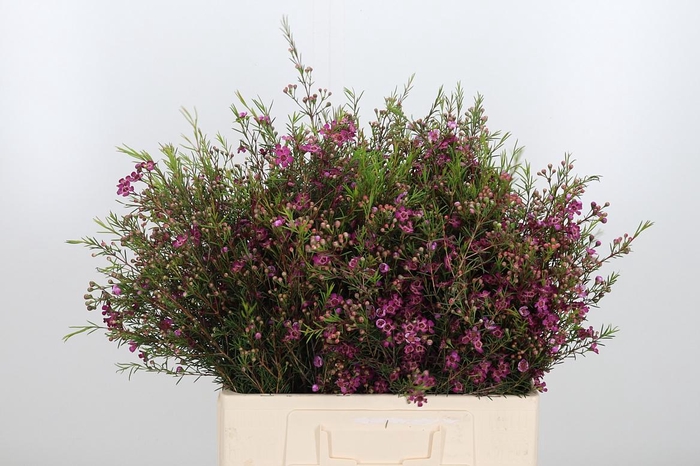 <h4>Chame Purple Pride</h4>