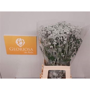Senecio Cineraria Silver Antonia