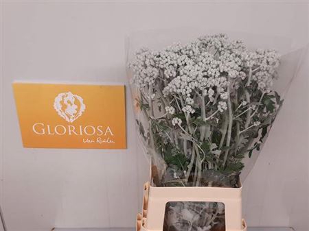 <h4>Senecio Cineraria Silver Antonia</h4>