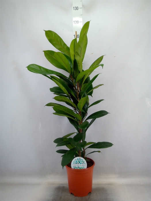 <h4>Ficus cyathistipula</h4>