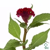 Celosia Red Act Dara
