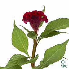 Celosia act dara