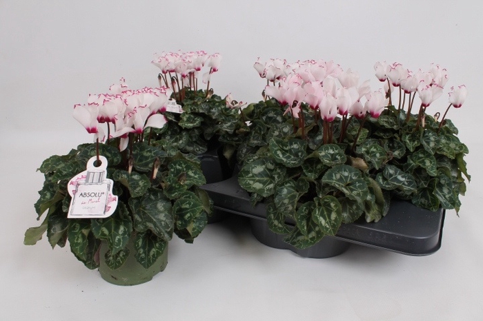 <h4>CYCL KL ABSOL DE MOR</h4>