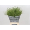 Panicum Fountain