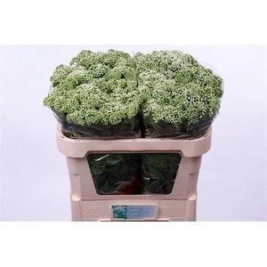 EUPAT RUGO BRAUNLAUB