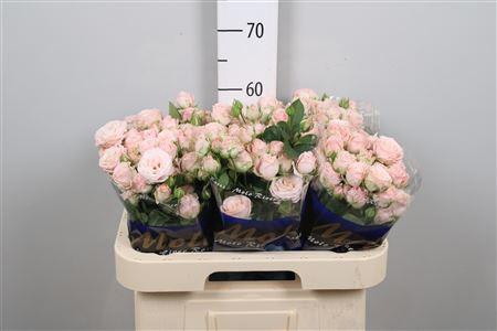 <h4>R Tr Bombastic</h4>