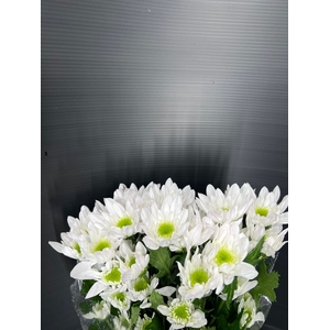 Chrys Spray Radost White