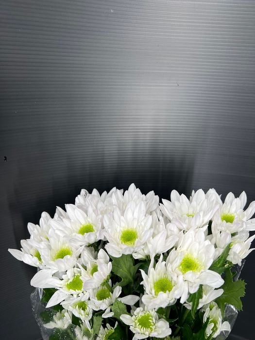 Chrys Spray Radost White