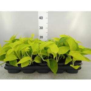 Epipremnum pinn. 'Golden Pothos'