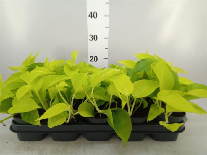 <h4>Epipremnum pinn. 'Golden Pothos'</h4>