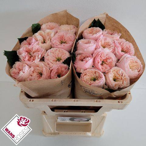 <h4>Rosa Garden Sweet Diamond</h4>