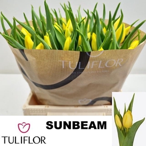 TU EN SUNBEAM