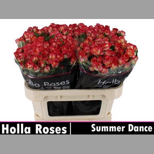 R TR SUMMER DANCE