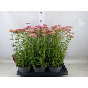 Achillea millef.