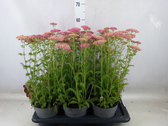 <h4>Achillea millef.</h4>