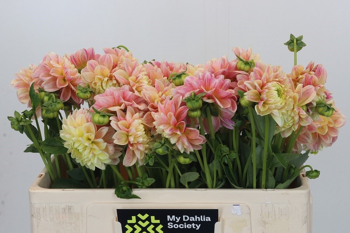 Dahlia Sweet Suzanne