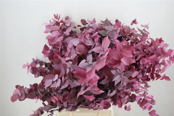 <h4>Pres Euca Stuartiana Lilac Bunch</h4>